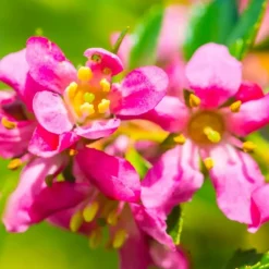 Pépinières Naudet Arbres Et Arbustes | PÉPINIÈRES NAUDET - Escallonia rouge à fleurs roses (escallonia rubra var. Macrantha)