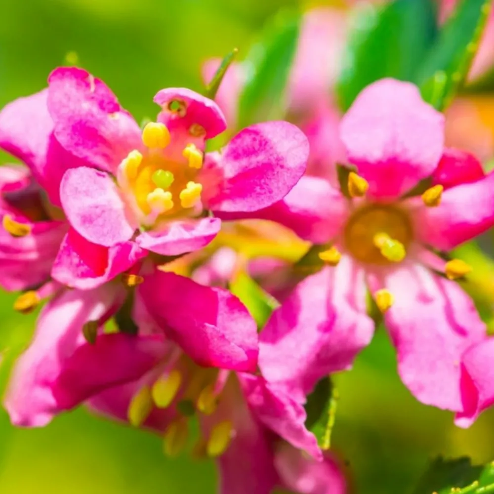 Pépinières Naudet Arbres Et Arbustes | PÉPINIÈRES NAUDET - Escallonia rouge à fleurs roses (escallonia rubra var. Macrantha)