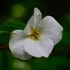 Pépinières Naudet Arbres Et Arbustes | PÉPINIÈRES NAUDET - Fausse corète (rhodotypos scandens)