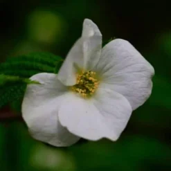 Pépinières Naudet Arbres Et Arbustes | PÉPINIÈRES NAUDET - Fausse corète (rhodotypos scandens)