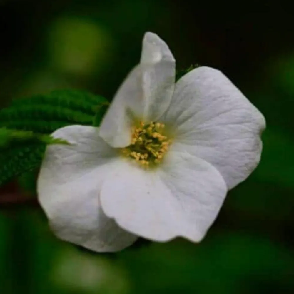 Pépinières Naudet Arbres Et Arbustes | PÉPINIÈRES NAUDET - Fausse corète (rhodotypos scandens)