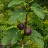 Pépinières Naudet PÉPINIÈRES NAUDET - Figuier 'brown turkey' (ficus carica 'brown turkey') Clearance