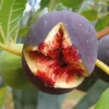 Pépinières Naudet PÉPINIÈRES NAUDET - Figuier 'candy black' (ficus carica 'candy black') Outlet