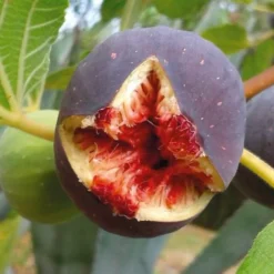 Pépinières Naudet PÉPINIÈRES NAUDET - Figuier 'candy black' (ficus carica 'candy black') Outlet