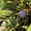 Pépinières Naudet Fruitiers Et Agrumes | PÉPINIÈRES NAUDET - Figuier carica 'rouge de bordeaux' (ficus carica 'rouge de bordeaux')