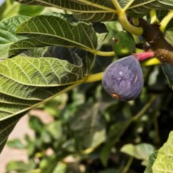 Pépinières Naudet Fruitiers Et Agrumes | PÉPINIÈRES NAUDET - Figuier carica 'rouge de bordeaux' (ficus carica 'rouge de bordeaux')