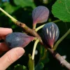 Pépinières Naudet PÉPINIÈRES NAUDET - Figuier 'noir de caromb' (ficus carica 'noir de caromb') Clearance