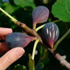 Pépinières Naudet PÉPINIÈRES NAUDET - Figuier 'noir de caromb' (ficus carica 'noir de caromb') Clearance