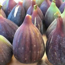 Pépinières Naudet PÉPINIÈRES NAUDET - Figuier 'noir de caromb' (ficus carica 'noir de caromb') Clearance