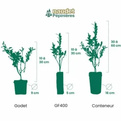 Pépinières Naudet PÉPINIÈRES NAUDET - Figuier 'noir de caromb' (ficus carica 'noir de caromb') Clearance