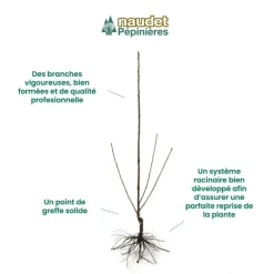 Pépinières Naudet PÉPINIÈRES NAUDET - Figuier 'noir de caromb' (ficus carica 'noir de caromb') Clearance