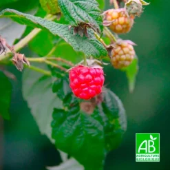 Pépinières Naudet PÉPINIÈRES NAUDET - Framboisier 'meeker' bio (rubus idaeus 'meeker') Best