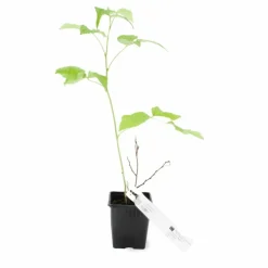Pépinières Naudet PÉPINIÈRES NAUDET - Framboisier 'meeker' bio (rubus idaeus 'meeker') Best