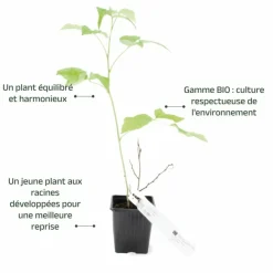 Pépinières Naudet PÉPINIÈRES NAUDET - Framboisier 'meeker' bio (rubus idaeus 'meeker') Best