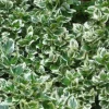 Pépinières Naudet Arbres Et Arbustes | PÉPINIÈRES NAUDET - Fusain de fortune 'emerald gaiety' (euonymus fortunei 'emerald gaiety')