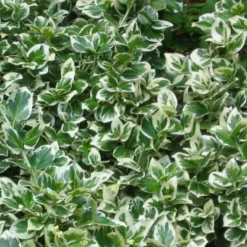 Pépinières Naudet Arbres Et Arbustes | PÉPINIÈRES NAUDET - Fusain de fortune 'emerald gaiety' (euonymus fortunei 'emerald gaiety')