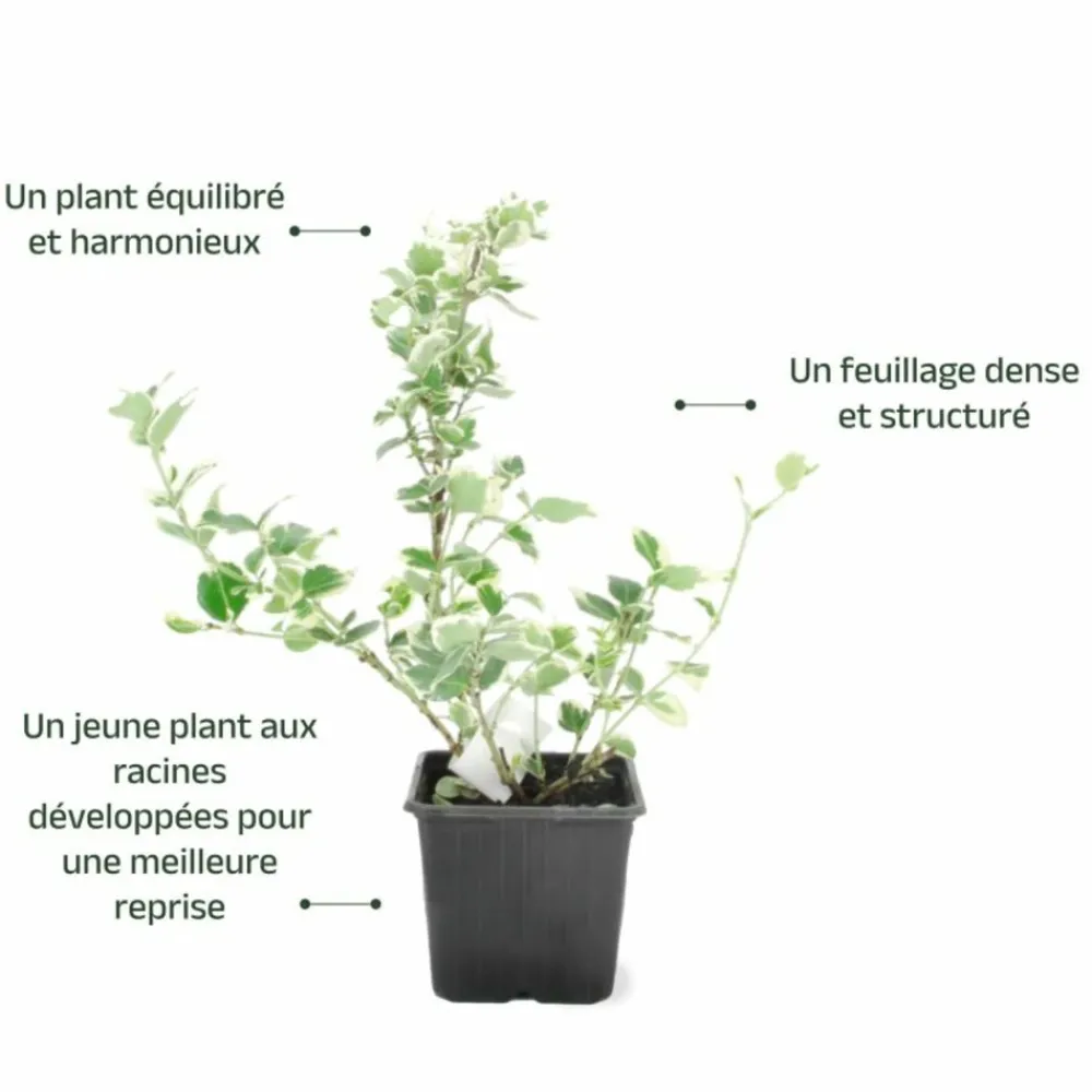 Pépinières Naudet Arbres Et Arbustes | PÉPINIÈRES NAUDET - Fusain de fortune 'emerald gaiety' (euonymus fortunei 'emerald gaiety')