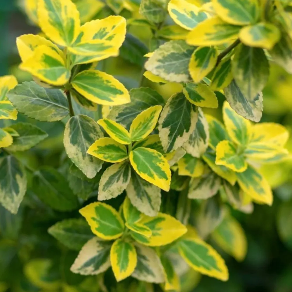 Pépinières Naudet PÉPINIÈRES NAUDET - Fusain de fortune 'emerald gold' (euonymus fortunei 'emerald'n gold')