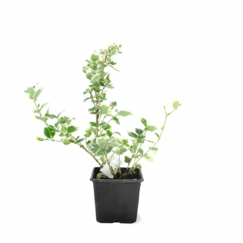 Pépinières Naudet PÉPINIÈRES NAUDET - Fusain de fortune 'emerald gold' (euonymus fortunei 'emerald'n gold')