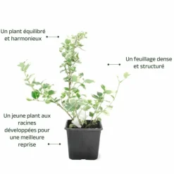 Pépinières Naudet PÉPINIÈRES NAUDET - Fusain de fortune 'emerald gold' (euonymus fortunei 'emerald'n gold')