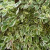 Pépinières Naudet PÉPINIÈRES NAUDET - Fusain du japon 'bravo' (euonymus japonicus 'bravo') Sale