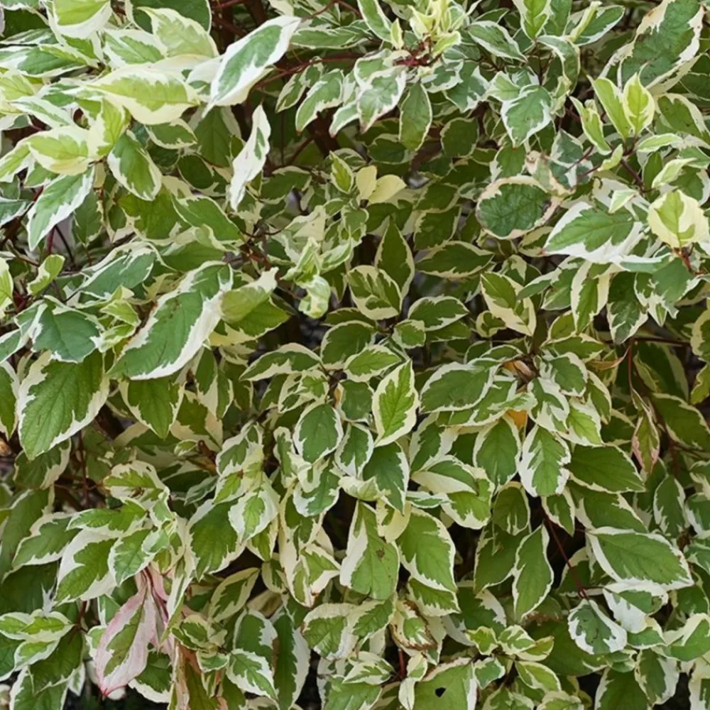 Pépinières Naudet PÉPINIÈRES NAUDET - Fusain du japon 'bravo' (euonymus japonicus 'bravo') Sale