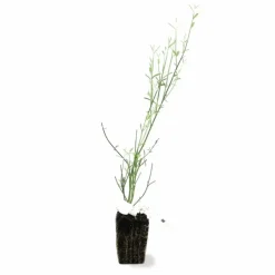 Pépinières Naudet PÉPINIÈRES NAUDET - Genêt d'espagne (spartium junceum) Discount
