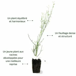 Pépinières Naudet PÉPINIÈRES NAUDET - Genêt d'espagne (spartium junceum) Discount