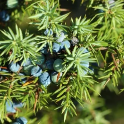 Pépinières Naudet PÉPINIÈRES NAUDET - Genévrier commun (juniperus communis) - godet - taille 15/30cm Online