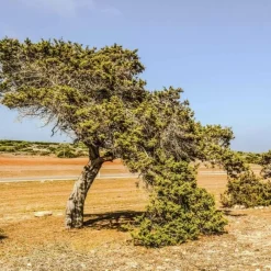 Pépinières Naudet PÉPINIÈRES NAUDET - Genévrier de phénicie (juniperus 'phoenica') - godet - taille 13/25cm Outlet