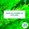 Pépinières Naudet Conifères | PÉPINIÈRES NAUDET - Haie de cyprès de leyland (cupressocyparis leylandii) - 20 arbustes