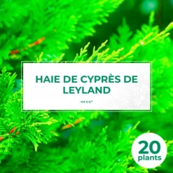 Pépinières Naudet Conifères | PÉPINIÈRES NAUDET - Haie de cyprès de leyland (cupressocyparis leylandii) - 20 arbustes