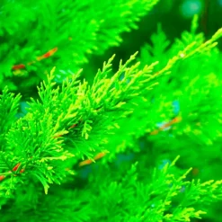 Pépinières Naudet Conifères | PÉPINIÈRES NAUDET - Haie de cyprès de leyland (cupressocyparis leylandii) - 20 arbustes