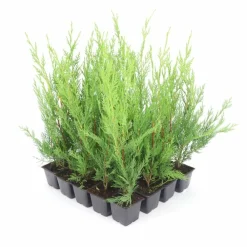 Pépinières Naudet Conifères | PÉPINIÈRES NAUDET - Haie de cyprès de leyland (cupressocyparis leylandii) - 20 arbustes