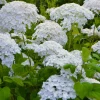 Pépinières Naudet PÉPINIÈRES NAUDET - Hortensia 'annabelle' (hydrangea arborescens 'annabelle') Hot