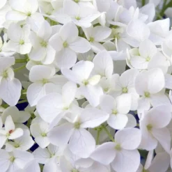 Pépinières Naudet PÉPINIÈRES NAUDET - Hortensia 'annabelle' (hydrangea arborescens 'annabelle') Hot