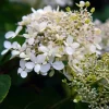 Pépinières Naudet Plantes De Terre De Bruyère | PÉPINIÈRES NAUDET - Hortensia grimpant 'petiolaris' (hydrangea)