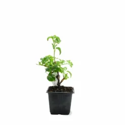 Pépinières Naudet Plantes De Terre De Bruyère | PÉPINIÈRES NAUDET - Hortensia grimpant 'petiolaris' (hydrangea)
