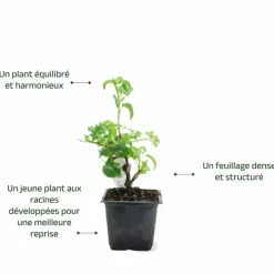 Pépinières Naudet Plantes De Terre De Bruyère | PÉPINIÈRES NAUDET - Hortensia grimpant 'petiolaris' (hydrangea)