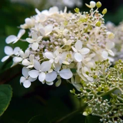 Pépinières Naudet PÉPINIÈRES NAUDET - Hortensia grimpant 'petiolaris' (hydrangea) Best