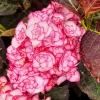 Pépinières Naudet PÉPINIÈRES NAUDET - Hortensia à grandes feuilles 'miss saori' ® (hydrangea macrophylla 'miss saori' ®) Clearance