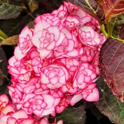 Pépinières Naudet PÉPINIÈRES NAUDET - Hortensia à grandes feuilles 'miss saori' ® (hydrangea macrophylla 'miss saori' ®) Clearance