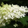 Pépinières Naudet PÉPINIÈRES NAUDET - Hortensia paniculé 'silver dollar' (hydrangea paniculata) Outlet