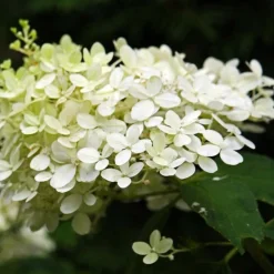Pépinières Naudet PÉPINIÈRES NAUDET - Hortensia paniculé 'silver dollar' (hydrangea paniculata) Outlet