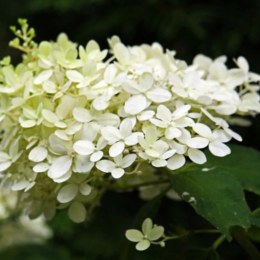 Pépinières Naudet PÉPINIÈRES NAUDET - Hortensia paniculé 'silver dollar' (hydrangea paniculata) Outlet