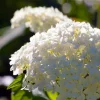 Pépinières Naudet PÉPINIÈRES NAUDET - Hortensia paniculé 'unique' (hydrangea paniculata 'unique') New