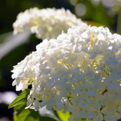 Pépinières Naudet PÉPINIÈRES NAUDET - Hortensia paniculé 'unique' (hydrangea paniculata 'unique') New