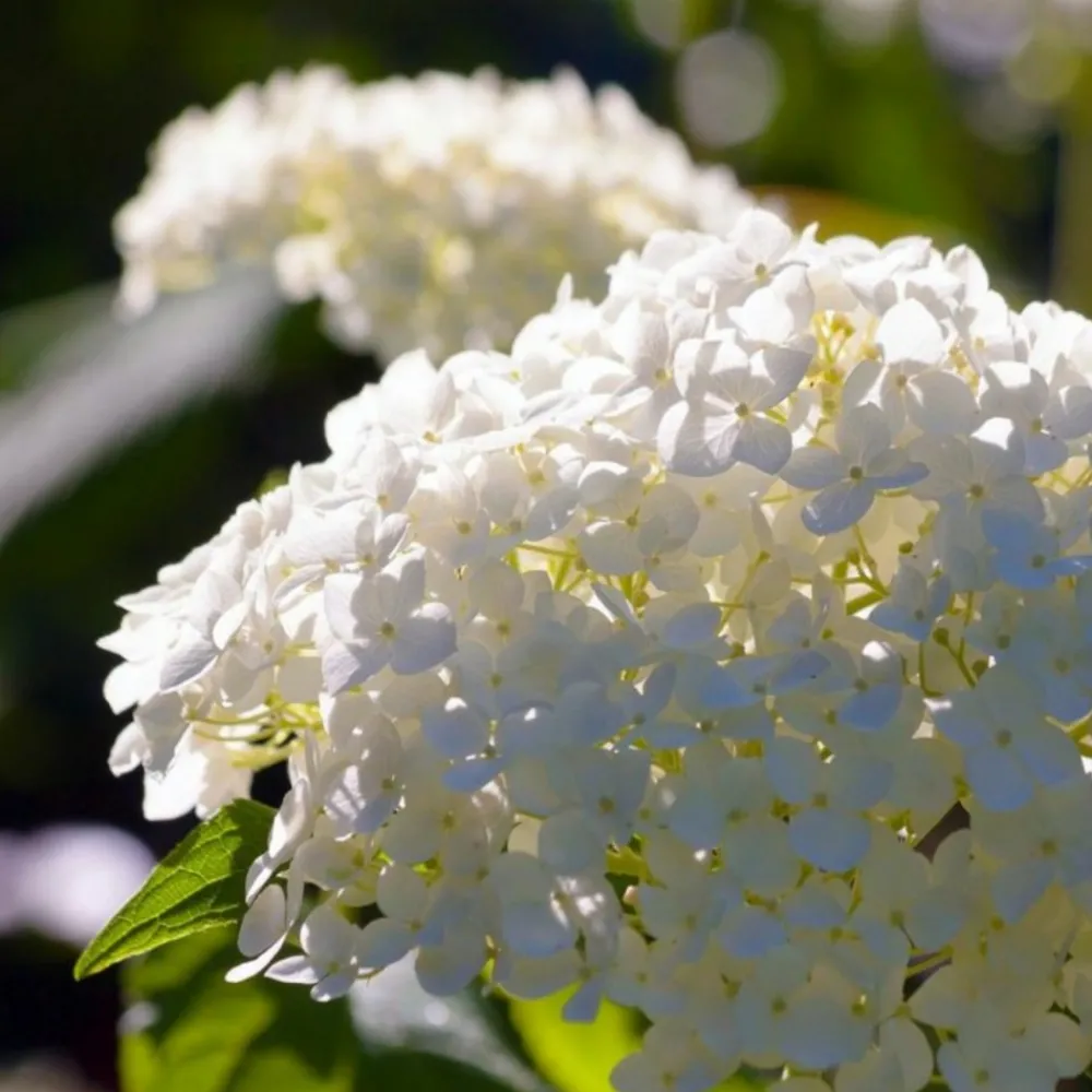 Pépinières Naudet PÉPINIÈRES NAUDET - Hortensia paniculé 'unique' (hydrangea paniculata 'unique') New
