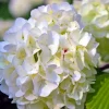Pépinières Naudet PÉPINIÈRES NAUDET - Hortensia paniculé 'phantom' (hydrangea paniculata 'phantom') Hot