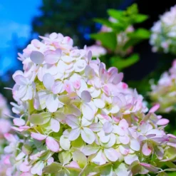Pépinières Naudet Plantes De Terre De Bruyère | PÉPINIÈRES NAUDET - Hortensia paniculé 'grandiflora' (hydrangea paniculata 'grandiflora')